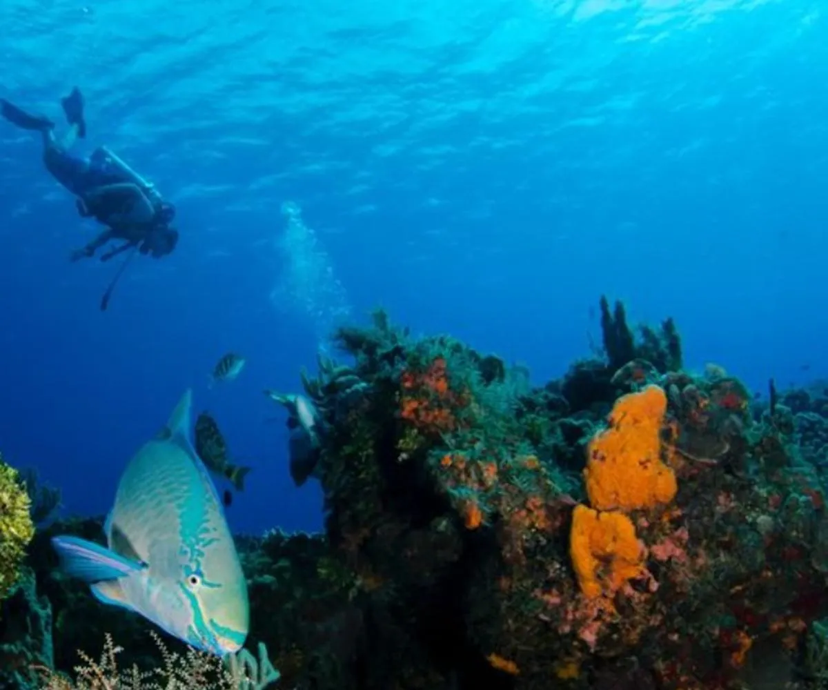 Golden Rock Dive And Nature Resort Oranjestad